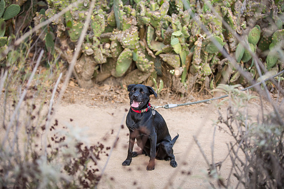 Southern California Engagement with nature in fall Photos in Fallbrook, San Diego by Temecula Winery Wedding Photographer, Sarah & Shawn