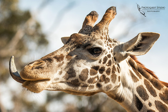 Zoo-Life-in san diego california by temecula wedding photographer