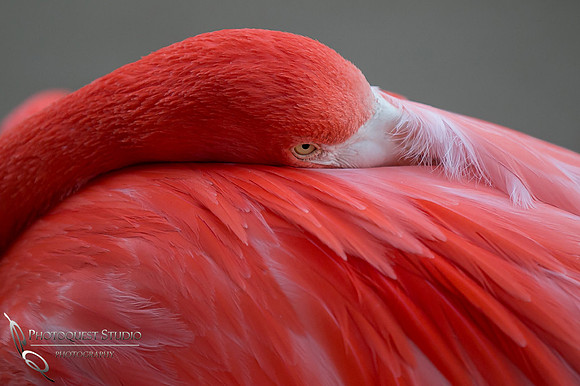 San Diego Zoo on Valentine's Day by Temecula Wedding Photographer (14)