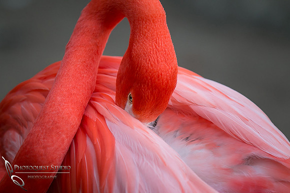 San Diego Zoo on Valentine's Day by Temecula Wedding Photographer (12)
