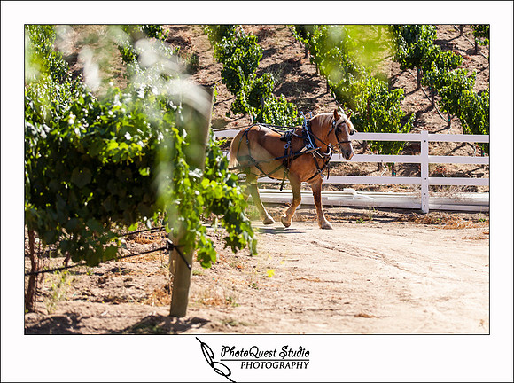 Longshadow Ranch Wedding Photography by Temecula Winery Wedding & Event Photographer of PhotoQuest Studio, Photography