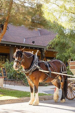 Orange County, Temecula Wedding Photographer at Longshadow Ranch Winery, Jessica & Dennis-30