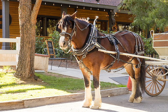 Orange County, Temecula Wedding Photographer at Longshadow Ranch Winery, Jessica & Dennis-32
