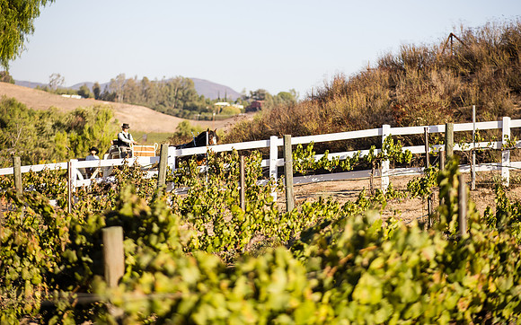 Orange County, Temecula Wedding Photographer at Longshadow Ranch Winery, Jessica & Dennis-37