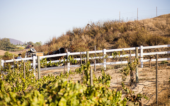 Orange County, Temecula Wedding Photographer at Longshadow Ranch Winery, Jessica & Dennis-38