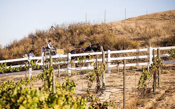 Orange County, Temecula Wedding Photographer at Longshadow Ranch Winery, Jessica & Dennis-39