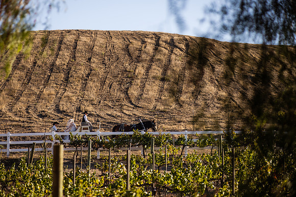 Orange County, Temecula Wedding Photographer at Longshadow Ranch Winery, Jessica & Dennis-43