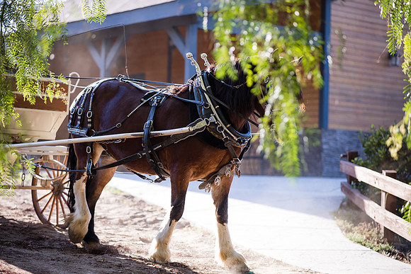Orange County, Temecula Wedding Photographer at Longshadow Ranch Winery, Jessica & Dennis-47