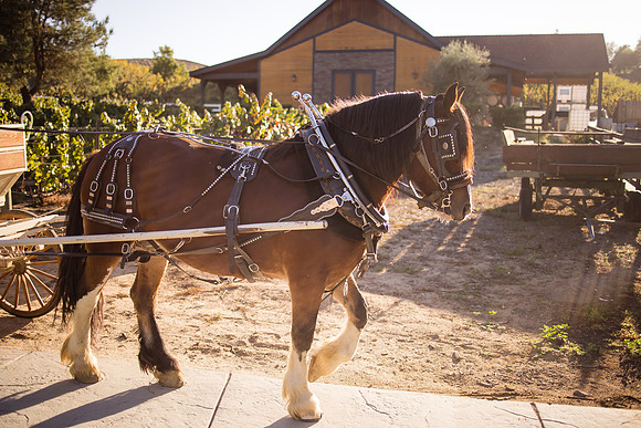 Orange County, Temecula Wedding Photographer at Longshadow Ranch Winery, Jessica & Dennis-170