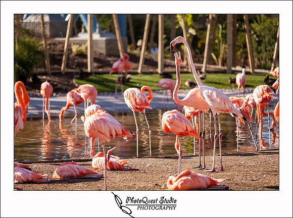 SeaWorld Trip by San Diego Wedding & Event Photographer
