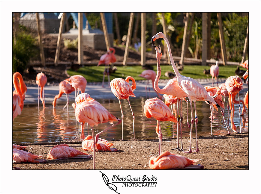 SeaWorld Trip photo by San Diego, Temecula, Menifee Wedding Photographer - Wedding Photography of PhotoQuest Studio -  Kissing Flamingos 