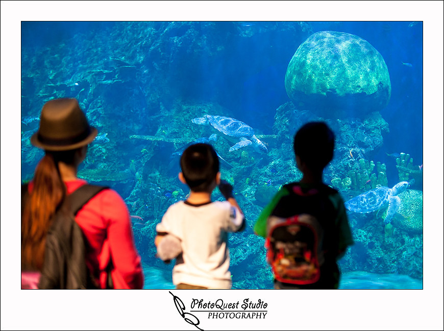 SeaWorld Trip photo by San Diego, Temecula, Menifee Wedding Photographer - Wedding Photography of PhotoQuest Studio -  Watching sea turtles 