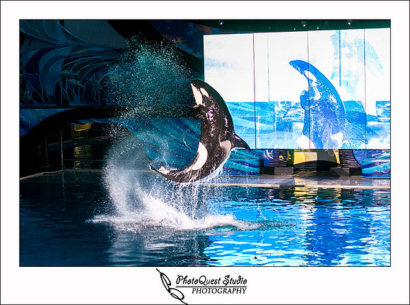 SeaWorld Trip by San Diego Wedding & Event Photographer
