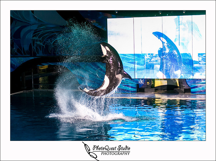 SeaWorld Trip photo by San Diego, Temecula, Menifee Wedding Photographer - Wedding Photography of PhotoQuest Studio -  Flying shamu 