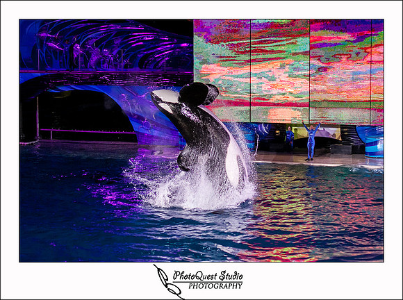 SeaWorld Trip by San Diego Wedding & Event Photographer