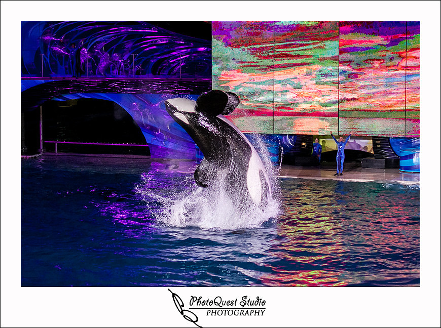 SeaWorld Trip photo by San Diego, Temecula, Menifee Wedding Photographer - Wedding Photography of PhotoQuest Studio - Flying Shamu