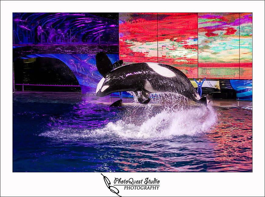 SeaWorld Trip photo by San Diego, Temecula, Menifee Wedding Photographer - Wedding Photography of PhotoQuest Studio - Flying Shamu