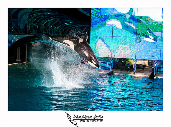 SeaWorld Trip by San Diego Wedding & Event Photographer