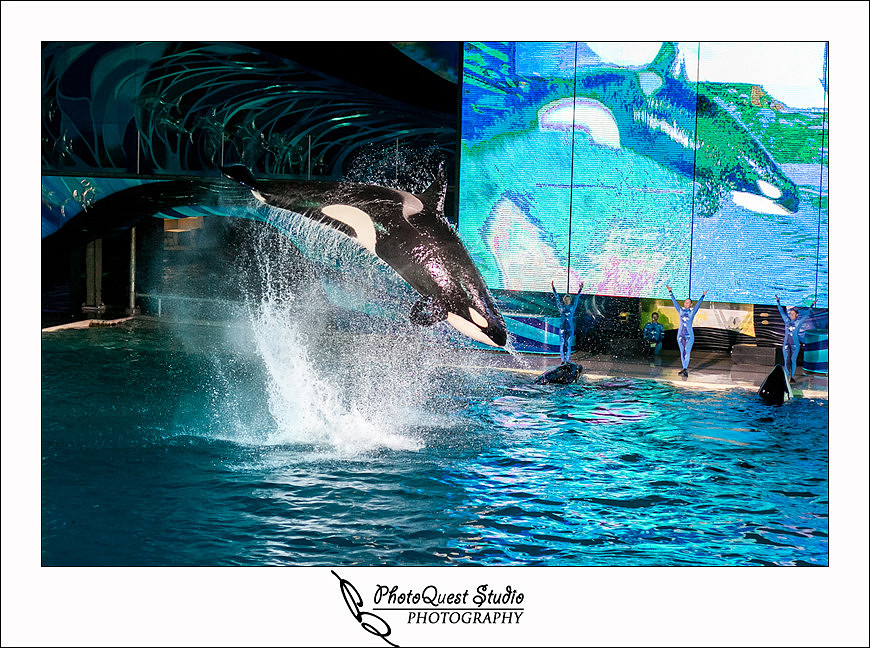 SeaWorld Trip photo by San Diego, Temecula, Menifee Wedding Photographer - Wedding Photography of PhotoQuest Studio - Flying Shamu