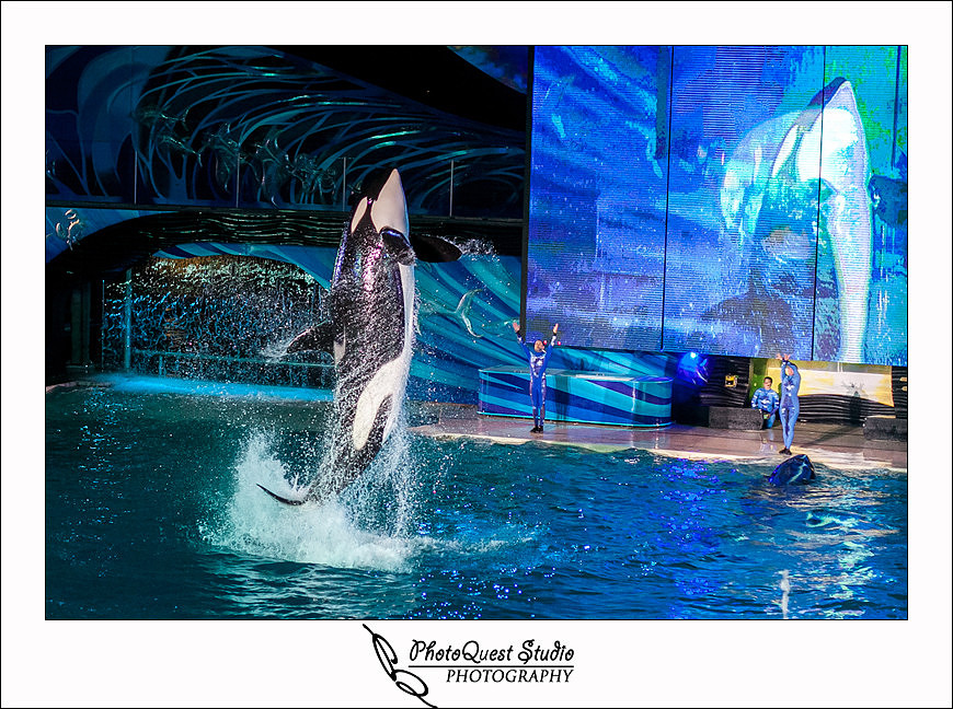 SeaWorld Trip photo by San Diego, Temecula, Menifee Wedding Photographer - Wedding Photography of PhotoQuest Studio - Flying Shamu