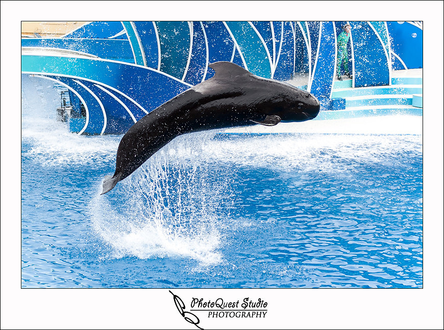 SeaWorld Trip photo by San Diego, Temecula, Menifee Wedding Photographer - Wedding Photography of PhotoQuest Studio -  