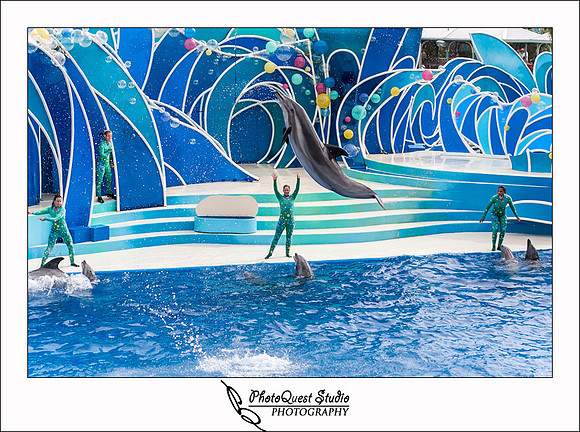 SeaWorld Trip by San Diego Wedding & Event Photographer