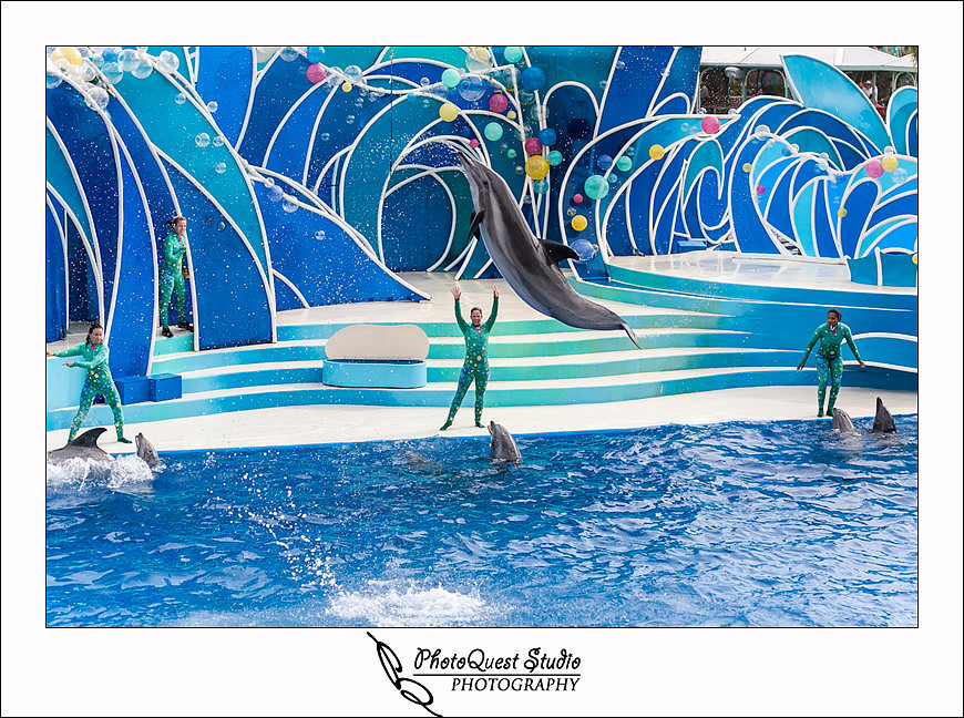 SeaWorld Trip photo by San Diego, Temecula, Menifee Wedding Photographer - Wedding Photography of PhotoQuest Studio -  Dolphin, the Horizon show
