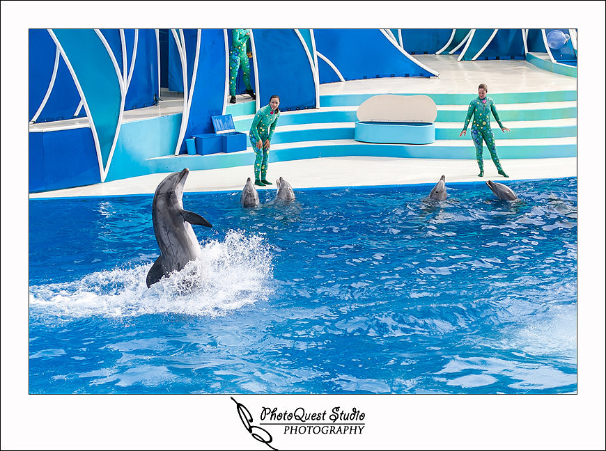 SeaWorld Trip photo by San Diego, Temecula, Menifee Wedding Photographer - Wedding Photography of PhotoQuest Studio -  Showoff dolphin walking on walter