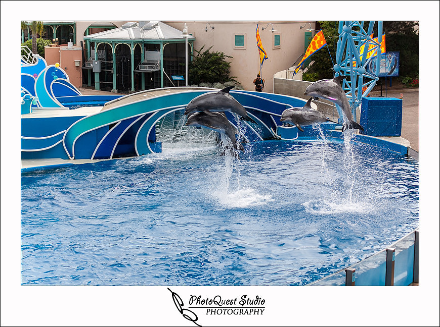 SeaWorld Trip photo by San Diego, Temecula, Menifee Wedding Photographer - Wedding Photography of PhotoQuest Studio -  Flying Dolphins