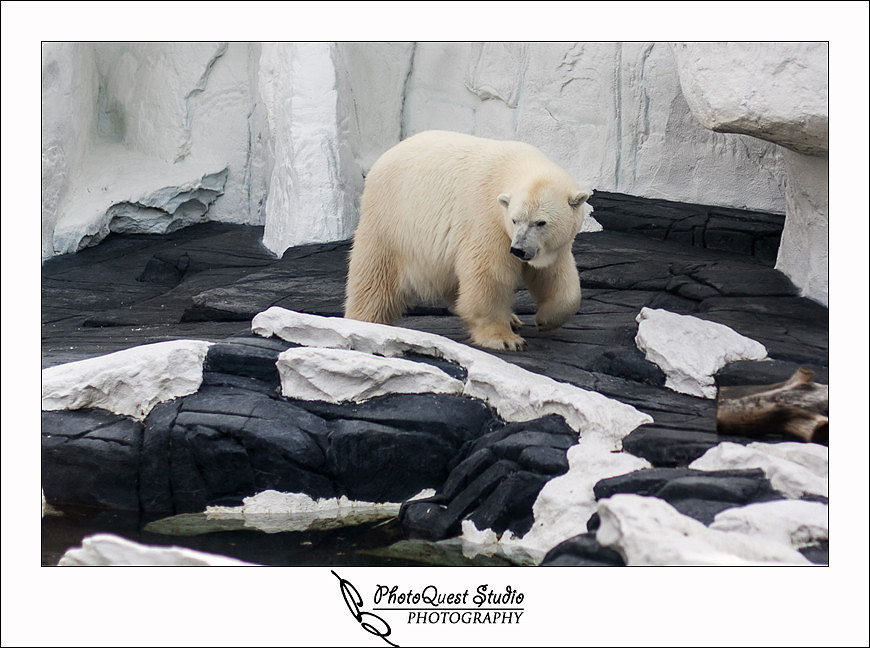 SeaWorld Trip photo by San Diego, Temecula, Menifee Wedding Photographer - Wedding Photography of PhotoQuest Studio -  the Bear