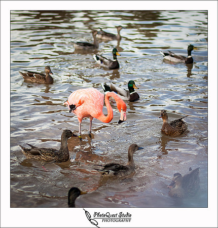 SeaWorld Trip by San Diego Wedding & Event Photographer