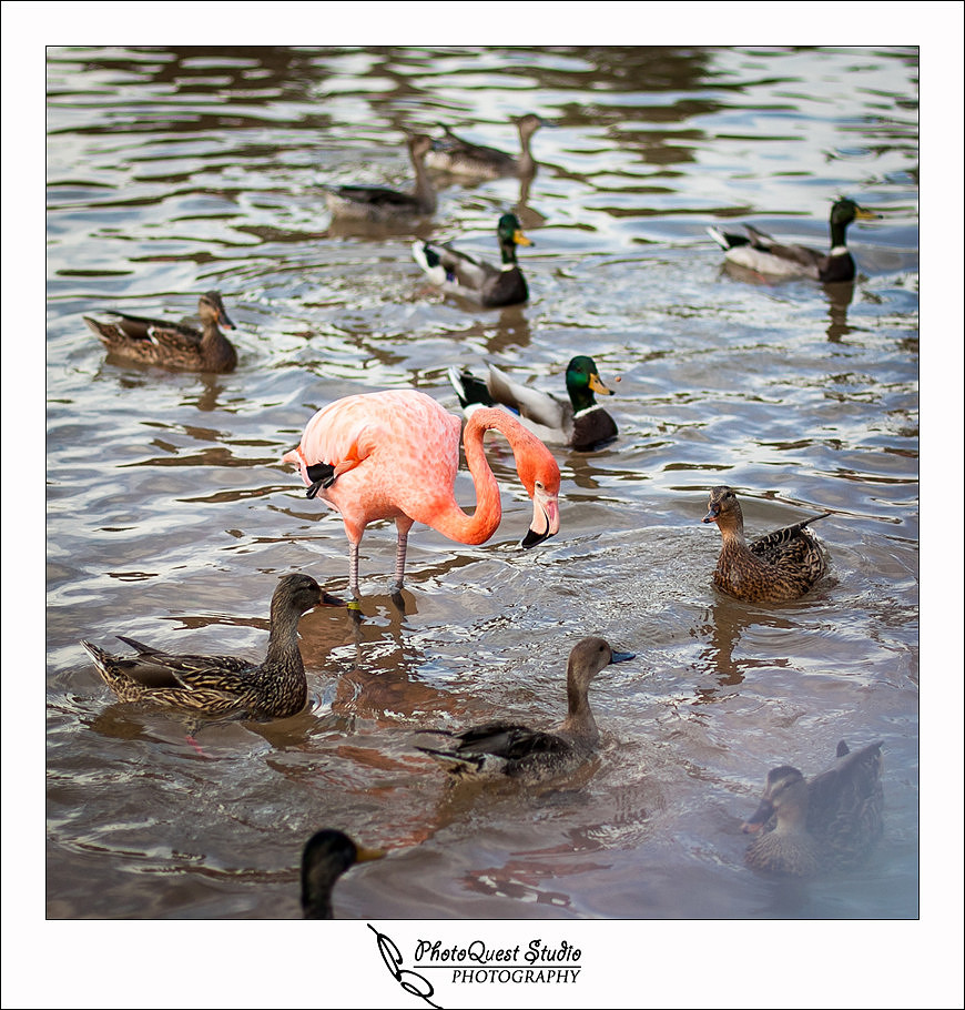 SeaWorld Trip photo by San Diego, Temecula, Menifee Wedding Photographer - Wedding Photography of PhotoQuest Studio -  Beauty and the Beasts - Flamingo and Ducks