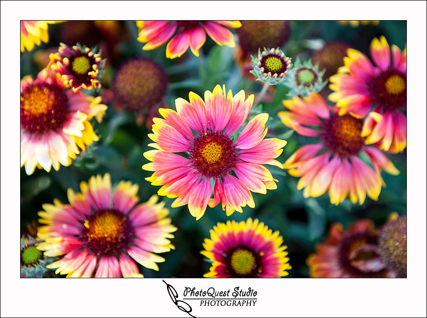 SeaWorld Trip photo by San Diego, Temecula, Menifee Wedding Photographer - Wedding Photography of PhotoQuest Studio -  Beautiful Pink flowers