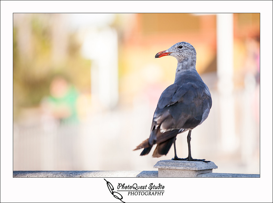 SeaWorld Trip photo by San Diego, Temecula, Menifee Wedding Photographer - Wedding Photography of PhotoQuest Studio -  Seagull 