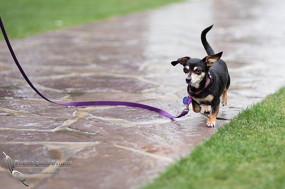 Wedding photo with dog at Pala Mesa Resort Fallbrook by Temecula Wedding Photographer