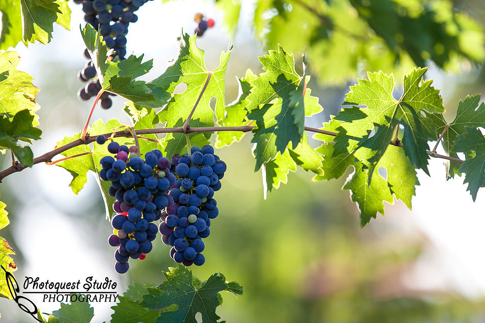 Temecula Wedding Photographer, Concert Photographer at Wiens Family Cellars Winery, The English Beat