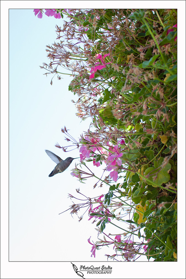 South Coast Winery Wedding Photography by Temecula, Menifee, Murrieta Wedding Photographer. Hummingbird