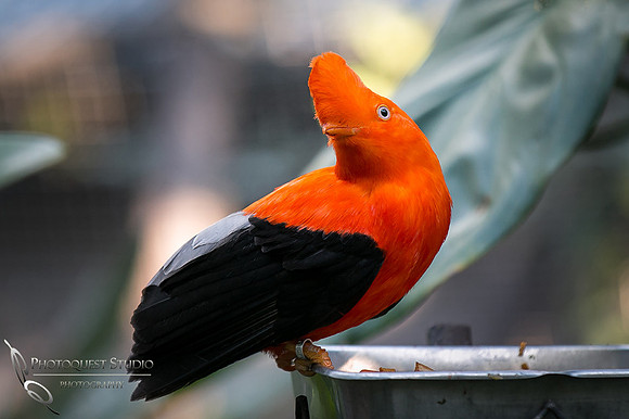 San Diego Zoo on Valentine's Day by Temecula Wedding Photographer