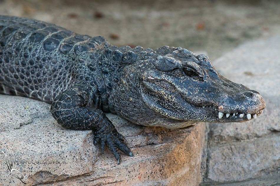 San Diego Zoo on Valentine's Day by Temecula Wedding Photographer