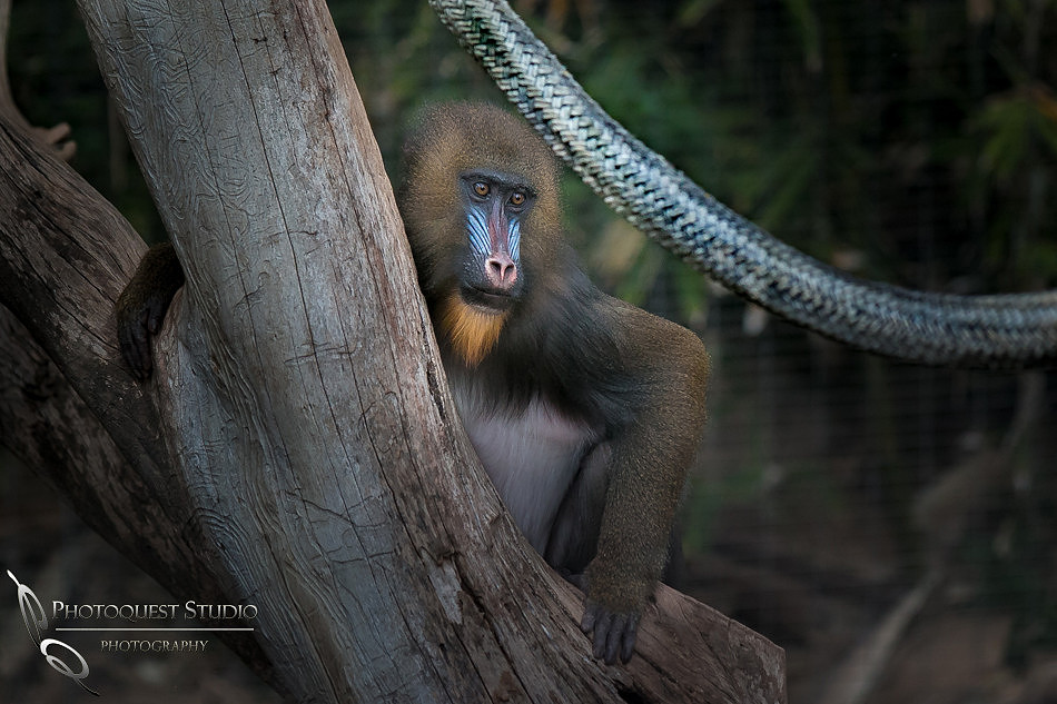 San Diego Zoo on Valentine's Day by Temecula Wedding Photographer