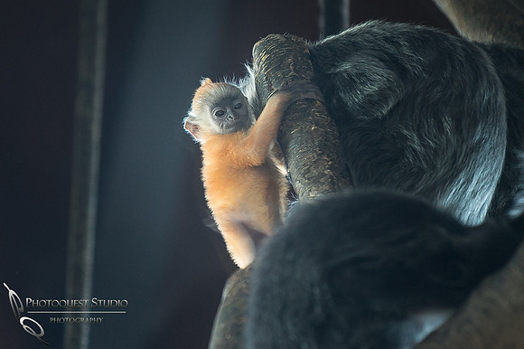 San Diego Zoo on Valentine's Day by Temecula Wedding Photographer