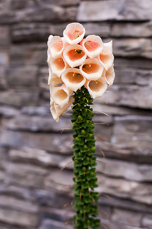 Carlsbad Beach Wedding by Temecula Wedding Photogarpher of Photoquest Studio, Photography