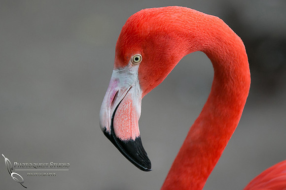 San Diego Zoo on Valentine's Day by Temecula Wedding Photographer
