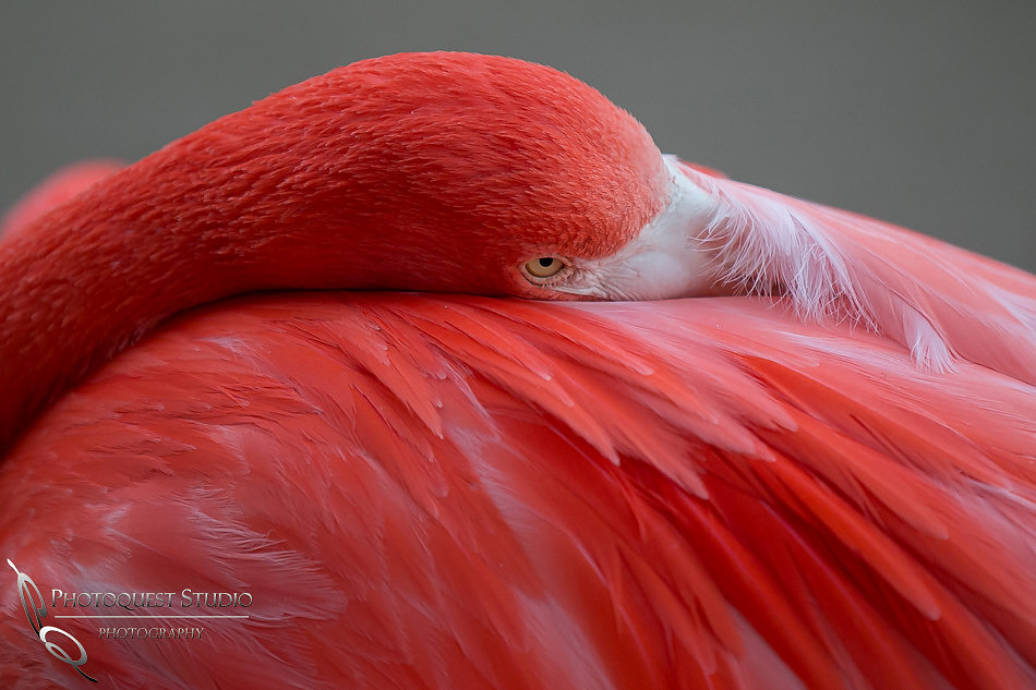 San Diego Zoo on Valentine's Day by Temecula Wedding Photographer