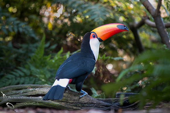 San Diego Zoo on Valentine's Day by Temecula Wedding Photographer
