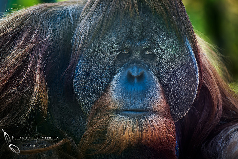 San Diego Zoo on Valentine's Day by Temecula Wedding Photographer