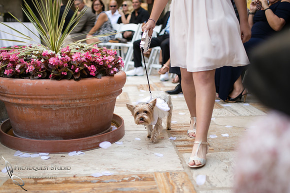 Cute dog at Mission Inn Hotel Wedding