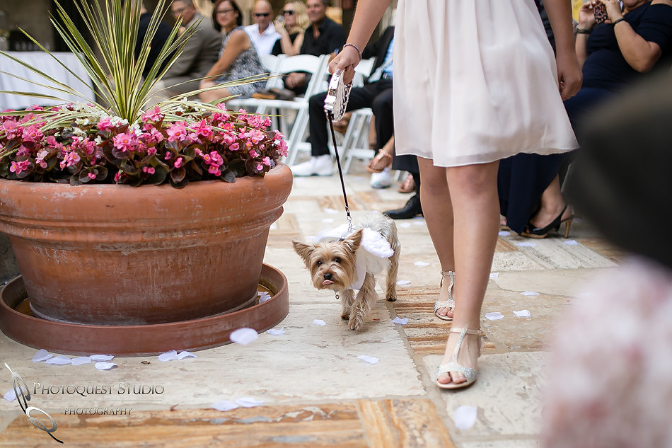 Cute dog at Mission Inn Hotel Wedding