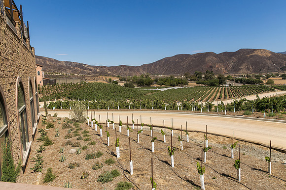 Fazeli Cellars by Temecula Wedding Photographer of Photoquest Studio