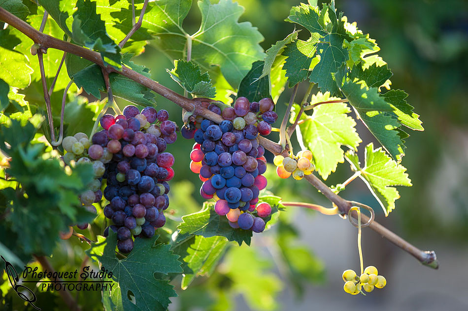 Temecula Wedding Photographer, Concert Photographer at Wiens Family Cellars Winery, The English Beat